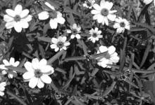The Cutting Garden