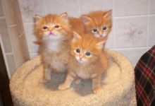 Animal Services Seeks Foster Parents for Kittens