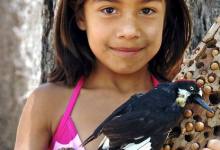 How Many Acorns Can a Woodpecker Store?