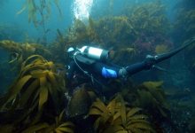 Diving for Delicacies and Dollars