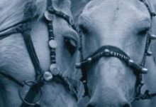 Sienna Craig’s Mustang Adventure