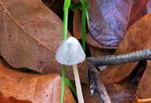 Mushroom Delight