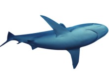 Shark Tales