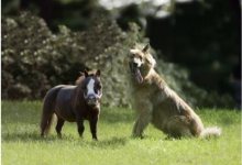 Small Horse, Big Heart