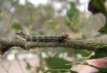 Summer Scourge of the Caterpillar Kind