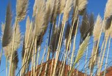 Know Your Invasive Plants