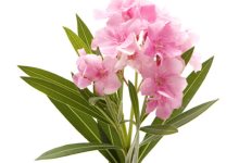 The Hearty Oleander