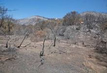 Photographs of the Gap Fire’s Aftermath