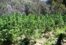 Sheriff Clears $87 Million in Pot from Los Padres