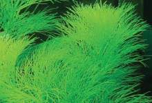 Floras for the Water