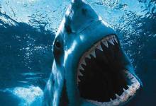 Quiz: Shark Tales