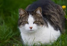 Pet Obesity