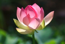 Lotusland’s Namesake in Bloom