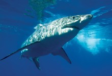 Myths, Mystery, and Mayhem of the Sharks Who Swim in the Santa Barbara Channel