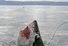 Are Sharks Really the Eating Machines We’ve Made Them Out to Be?