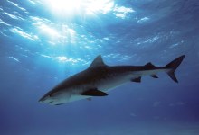 Shark Bite: A Love Story