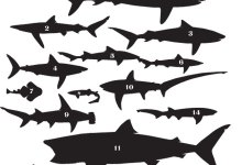 Sharks of the Channel