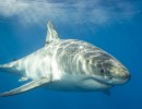 Sharks and Humans Getting to Know Each Other in the S.B. Channel