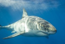 Sharks and Humans Getting to Know Each Other in the S.B. Channel