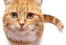 Adopt a Cat