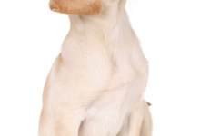 Doggie Manners