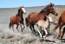 The Plight of the Wild Mustangs