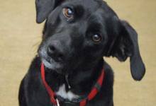 Dog (and People) Training with Bark Busters