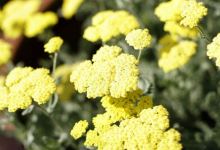 Plants for the Planet