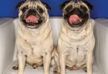 Canine Cloning Is a Reality for Pet Owners