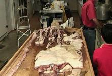 What’s 30 Feet Long with Eight Legs, a Big Beak, and a Life of Mystery?