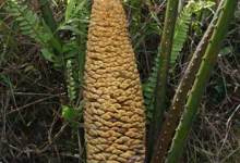 Our Chinese Cycad Connection