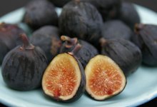 The Season of the Fig