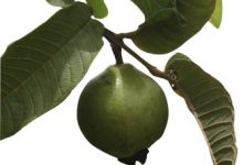 Tropical Fruit