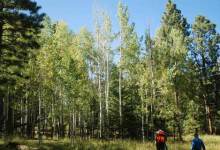 Arizona’s White Mountains