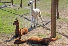 Alpaca All Day!