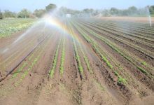 Gastronomy, To Go