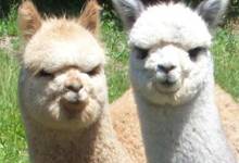 Who Needs Christmas When It’s National Alpaca Day?