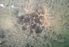 Oil-Eating Microbes Focus of UCSB Study