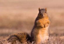 Fox Squirrels