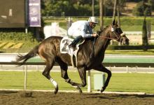 Gentle Romeo Runs to Victory