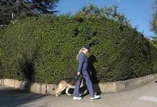 Complaints Flow as Neighborhood Bushes Grow