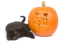Keep Your Pet Safe This Halloween