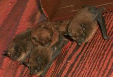 Don’t Be Bat-Freaked on Halloween