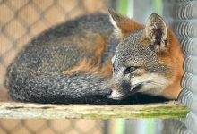 Channel Island Fox Clears Major Hurdle