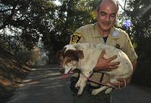 Four-Legged Victims of the Tea Fire