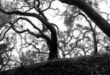 Charred Oaks