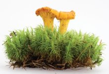 Making Friends with Mushrooms