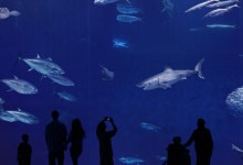 Great Whites on Display