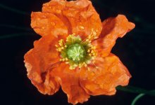 The Chaparral Is Not Our Enemy