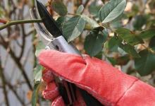 Winter Pruning